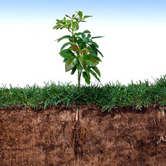 羧甲基纤维素钠在土壤改良剂中的应用